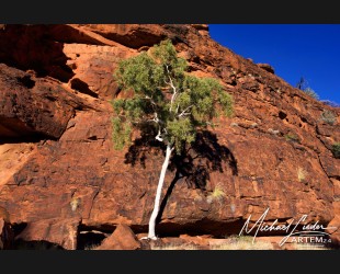 Australien Kings Canyon weißer Baum im Felsen